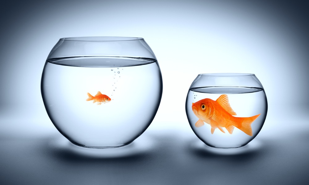 Two clear glass goldfish bowls sit next to each other. In the larger bowl is a tiny goldfish, and in the smaller bowl is a much larger goldfish.